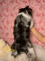 Willow, a female Biewer for sale in Lighthouse Point, FL – Photo 4 of 6