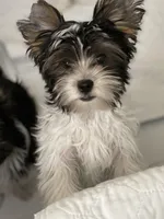 Willow, a female Biewer for sale in Lighthouse Point, FL – Photo 5 of 6