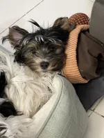 Willow, a female Biewer for sale in Lighthouse Point, FL – Photo 6 of 6