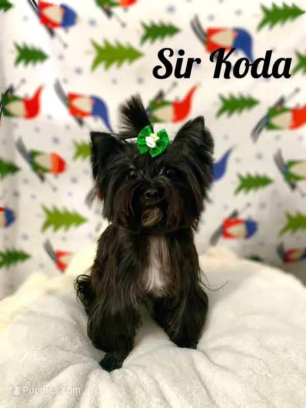Koda, a male Yorkshire Terrier for sale in Lighthouse Point, FL – Photo 1 of 4