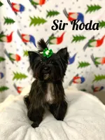 Koda, a male Yorkshire Terrier for sale in Lighthouse Point, FL – Photo 2 of 4