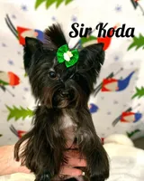 Koda, a male Yorkshire Terrier for sale in Lighthouse Point, FL – Photo 3 of 4