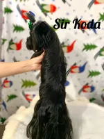 Koda, a male Yorkshire Terrier for sale in Lighthouse Point, FL – Photo 4 of 4