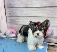 Mae, a female Biewer for sale in Lighthouse Point, FL – Photo 2 of 5