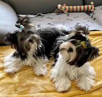 Mae, a female Biewer for sale in Lighthouse Point, FL – Photo 5 of 5