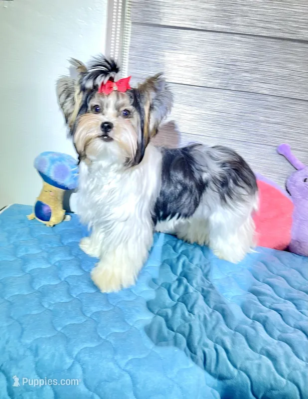 Mae, a female Biewer for sale in Lighthouse Point, FL – Photo 1 of 5