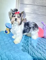 Mae, a female Biewer for sale in Lighthouse Point, FL – Photo 1 of 5