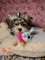 Mae, a female Biewer for sale in Lighthouse Point, FL – Photo 3 of 5