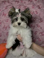 Emma, a female Biewer for sale in Lighthouse Point, FL – Photo 3 of 4