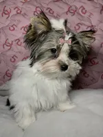 Emma, a female Biewer for sale in Lighthouse Point, FL – Photo 2 of 4