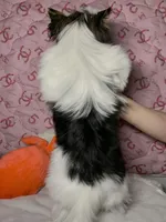 Emma, a female Biewer for sale in Lighthouse Point, FL – Photo 4 of 4