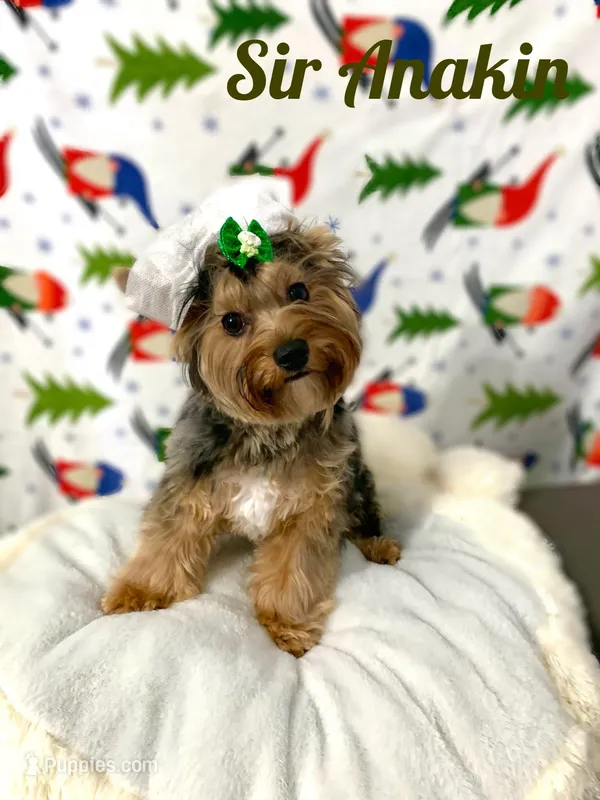 Anakin, a male Yorkshire Terrier for sale in Lighthouse Point, FL – Photo 1 of 6