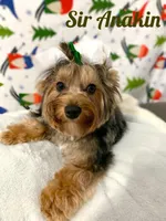 Anakin, a male Yorkshire Terrier for sale in Lighthouse Point, FL – Photo 2 of 6