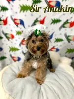 Anakin, a male Yorkshire Terrier for sale in Lighthouse Point, FL – Photo 4 of 6