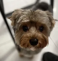 Anakin, a male Yorkshire Terrier for sale in Lighthouse Point, FL – Photo 5 of 6