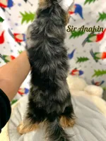 Anakin, a male Yorkshire Terrier for sale in Lighthouse Point, FL – Photo 6 of 6