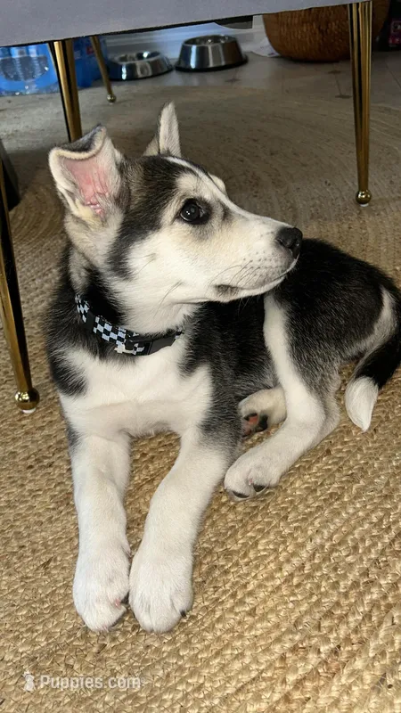 Arlo – Siberian Husky puppy for sale in Upper Marlboro, MD