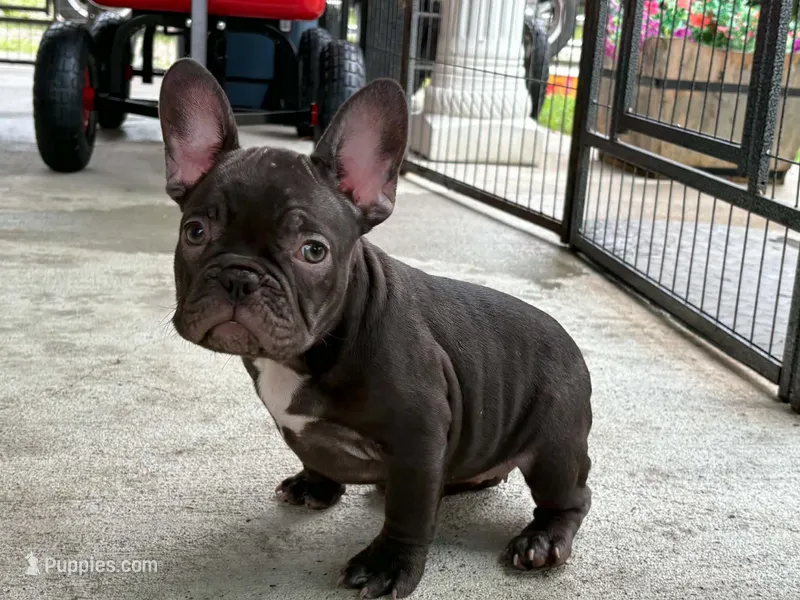 Hei Hei – French Bulldog puppy for sale in Owosso, MI