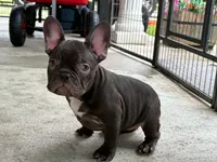Hei Hei, a female French Bulldog for sale in Owosso, MI – 1 of 1