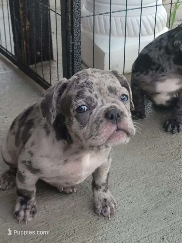 Whimsy – French Bulldog puppy for sale in Owosso, MI