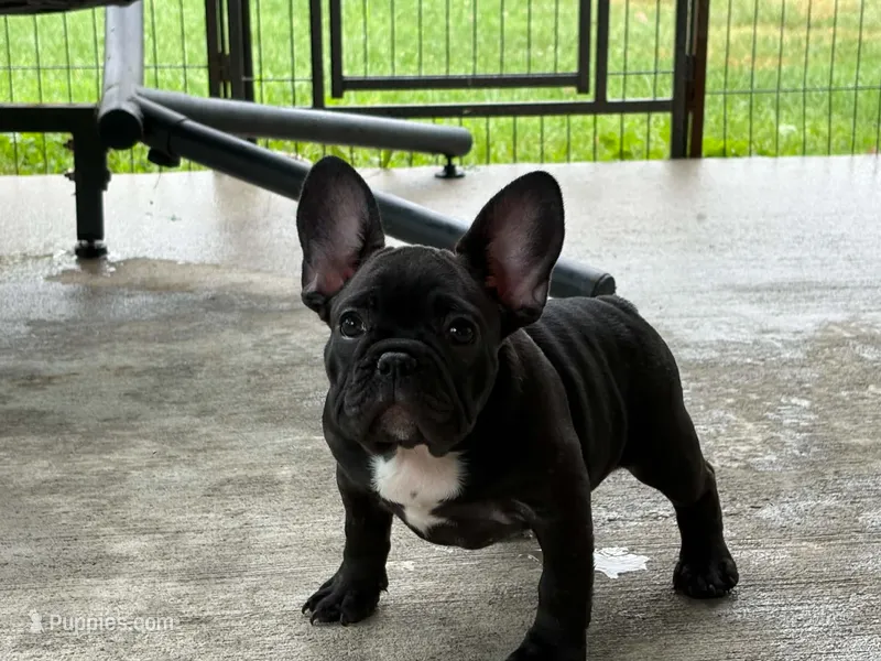 Bahgara – French Bulldog puppy for sale in Owosso, MI