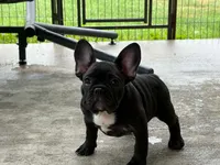 Bahgara, a female French Bulldog for sale in Owosso, MI – 1 of 2
