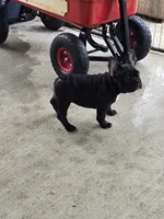 Bahgara, a female French Bulldog for sale in Owosso, MI – 2 of 2