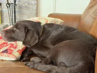 Bubba, a male Labrador Retriever for sale in Lincoln, CA – Photo 3 of 7
