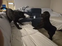 Bubba, a male Labrador Retriever for sale in Lincoln, CA – Photo 6 of 7