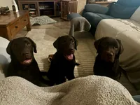 Bubba, a male Labrador Retriever for sale in Lincoln, CA – Photo 5 of 7