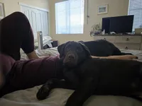 Bubba, a male Labrador Retriever for sale in Lincoln, CA – Photo 4 of 7