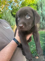 Bubba, a male Labrador Retriever for sale in Lincoln, CA – Photo 3 of 8