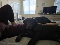 Bubba, a male Labrador Retriever for sale in Lincoln, CA – Photo 8 of 8