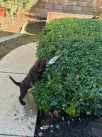 Bubba, a male Labrador Retriever for sale in Lincoln, CA – Photo 4 of 8