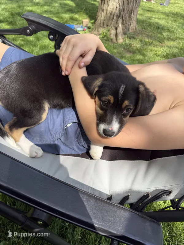 S’more  – Beagle puppy for sale in Greencastle, IN