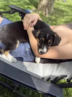S’more , a female Beagle for sale in Greencastle, IN – 1 of 4