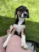 S’more , a female Beagle for sale in Greencastle, IN – 4 of 4