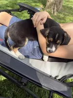 S’more , a female Beagle for sale in Greencastle, IN – 2 of 4