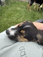 S’more , a female Beagle for sale in Greencastle, IN – 3 of 4