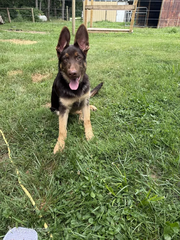 Copper – German Shepherd Dog puppy for sale in Greencastle, IN