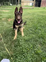 Copper, a male German Shepherd Dog for sale in Greencastle, IN – 1 of 2