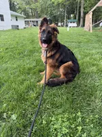 Scout, a female German Shepherd Dog for sale in Greencastle, IN – 2 of 2