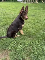 Copper, a male German Shepherd Dog for sale in Greencastle, IN – 2 of 2