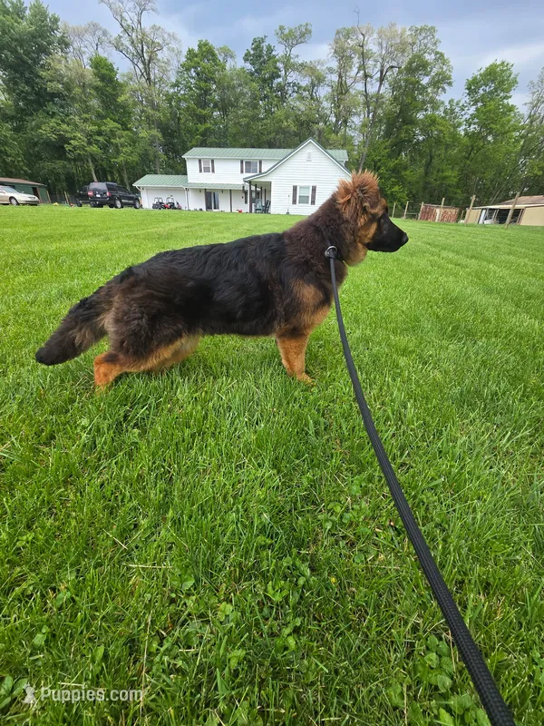 Scout – German Shepherd Dog puppy for sale in Greencastle, IN