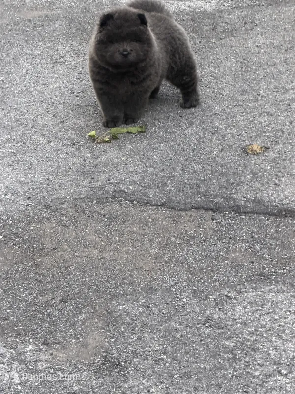 Blu – Chow Chow puppy for sale in Buffalo, NY