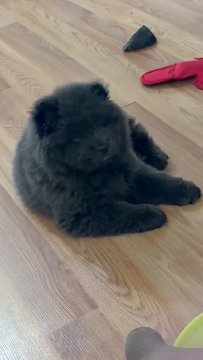 Blu, a male Chow Chow for sale in Buffalo, NY – 2 of 2