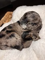 June, a female Cocker Spaniel and Poodle - Miniature  for sale in Buena Vista, GA – 3 of 3