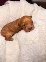 Quinn, a female Cocker Spaniel and Poodle - Miniature  for sale in Buena Vista, GA – 2 of 6