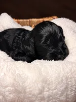 Waylon, a male Cocker Spaniel and Poodle - Miniature  for sale in Buena Vista, GA – 2 of 3