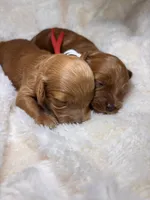 Quinn, a female Cocker Spaniel and Poodle - Miniature  for sale in Buena Vista, GA – 6 of 6